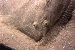 Flounder (Platichthys flesus), shot in Baleal, Portugal, ... by Joao Pedro Tojal Loia Soares Silva 